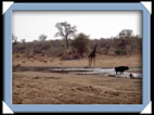 Ce point d'eau est magique.( kruger National Park )